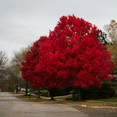 thumbnail image 3 of Maple Tree Live Plants, 8-10'' Tall, Hardy and Well Rooted Maple Tree, Deep Red Leaves for Outdoor Gardening, Dormant in Winter, 3 of 5