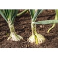 thumbnail image 5 of White Grano Onion Seeds (Allium cepa) – 500+ Heirloom Non-GMO Seeds by Isla’s Garden Seeds, Short Day Variety, Ideal for Planting, Perfect for Home Gardens, Great Gardening Gift, 5 of 7