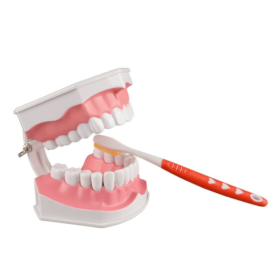 2 Times Enlarge Dental Teeth Model