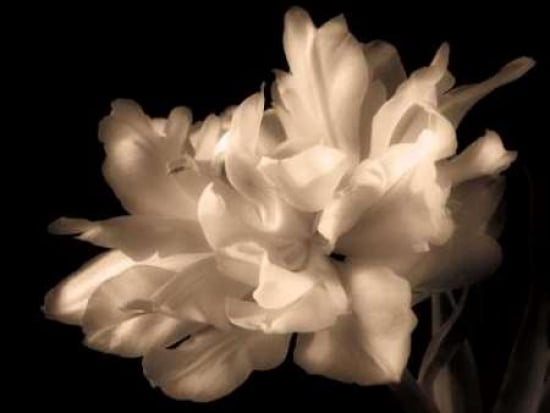 Double Dappled I Ca