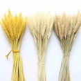 thumbnail image 2 of Flores secas, espigas de trigo, 100 palos de trigo, decoración, cola de conejo Natural, hierba, flores secas para boda, manualidades DIY, 2 of 3