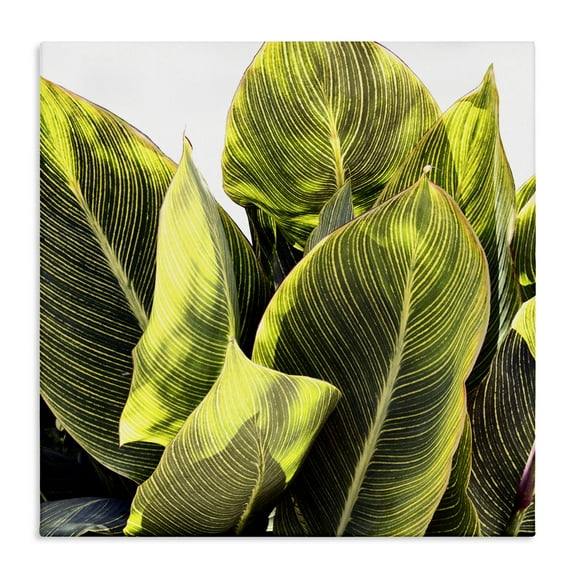 Stupell Industries Bright Tropical Leaves Botanical & Floral Painting Gallery Wrapped Canvas Art Print Wall Art, 17 x 17
