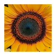 thumbnail image 4 of Acheng Sunflower Square Tablecloth for Picnic Dining Kitchen Farmhouse 100% Polyester Fiber 52*52, 4 of 8