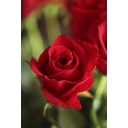 Canvas Print Red Roses Natural Red Summer Rose Flowers Flower