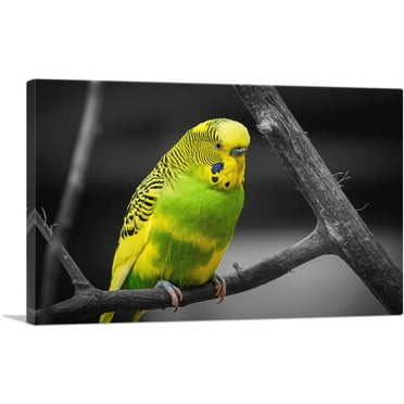 ARTCANVAS Yellow And Green Parakeet Parrot On Branch Canvas Art Print - Size: 40" x 26" (1.50" Deep)