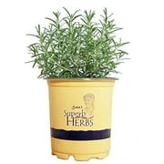Sara's Superb Herbs - Rosmarinus officinalis 'Arp' (Rosemary) Herb, , 1 - Size Container