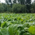 thumbnail image 4 of Ani-Logics Outdoors Crush Seeds of Science Pro Brassica Blend Deer Food Plot, 2lbs, 4 of 5
