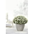 thumbnail image 3 of Ecopots Antwerp Durable Modern Round Indoor/Outdoor Recycled Based Composite Flower Pot Planter, Taupe, 12", 3 of 4