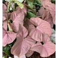 thumbnail image 3 of Neon Robusta Arrowhead Plant - Syngonium/Nepthytis - 4" Mini Hanging Basket, 3 of 3