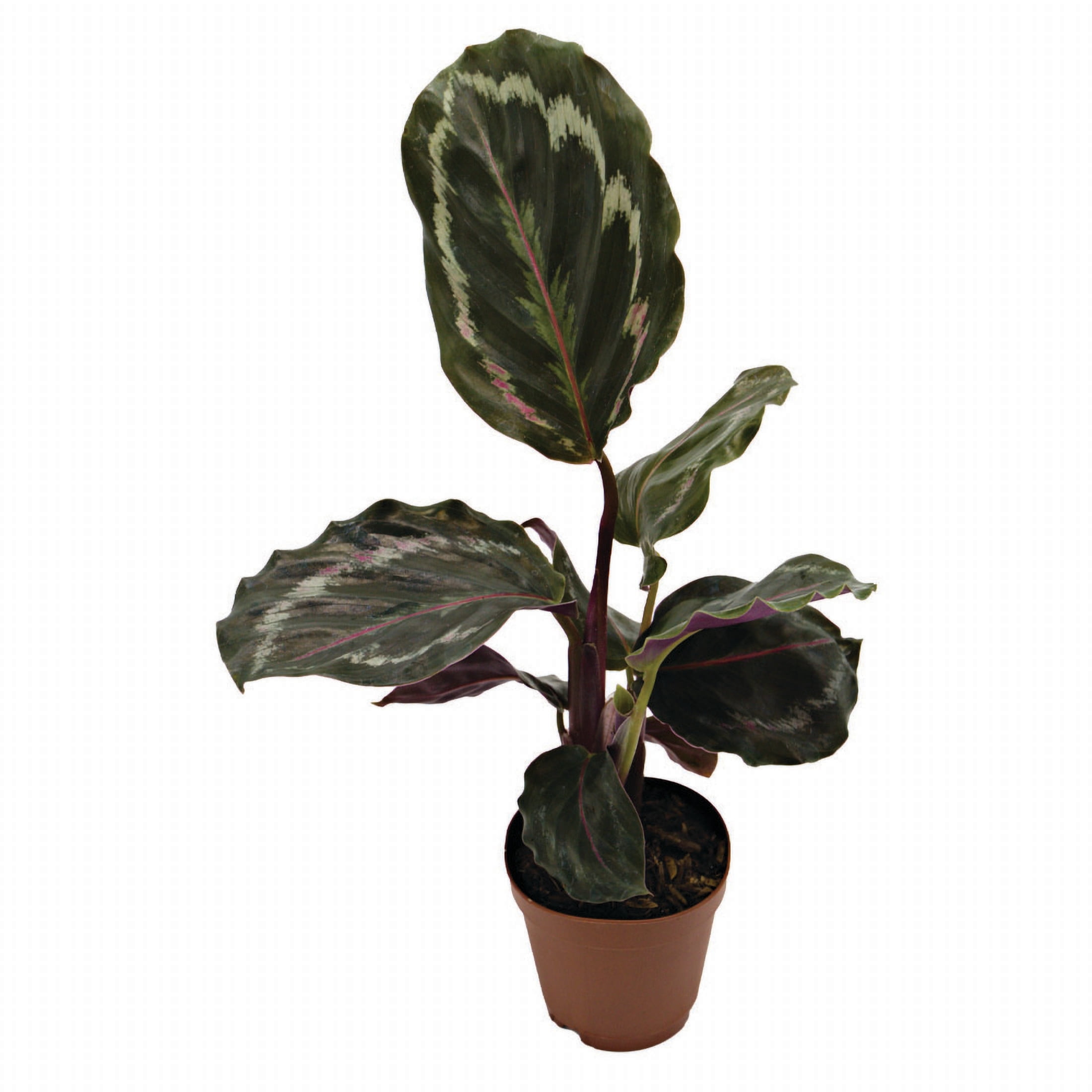 ReptiCulture Assorted Calathea Tropical 2" Pot 3 pk