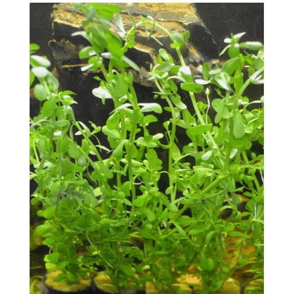 Bacopa Monnieri (Moneywort) Live Aquarium Plant – Easy Freshwater Aquatic Plant for Background