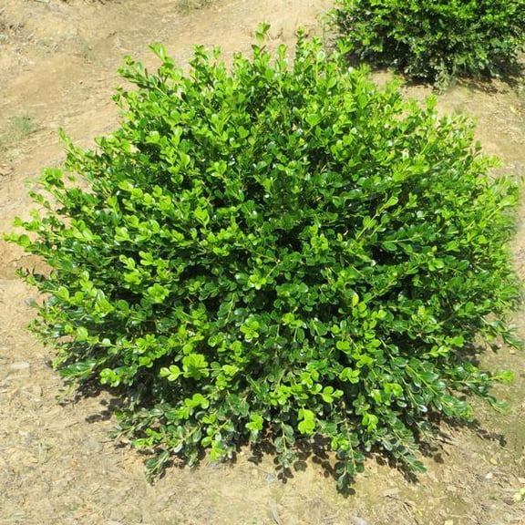 Winter Gem Littleleaf Boxwood-Versatile Evergreen Shrub for Hedges  3 Gallon
