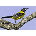 thumbnail image 2 of Lord, Fred 24x17 White Modern Wood Framed Museum Art Print Titled - Texas, Santa Clara Ranch Audubon oriole on limb, 2 of 4