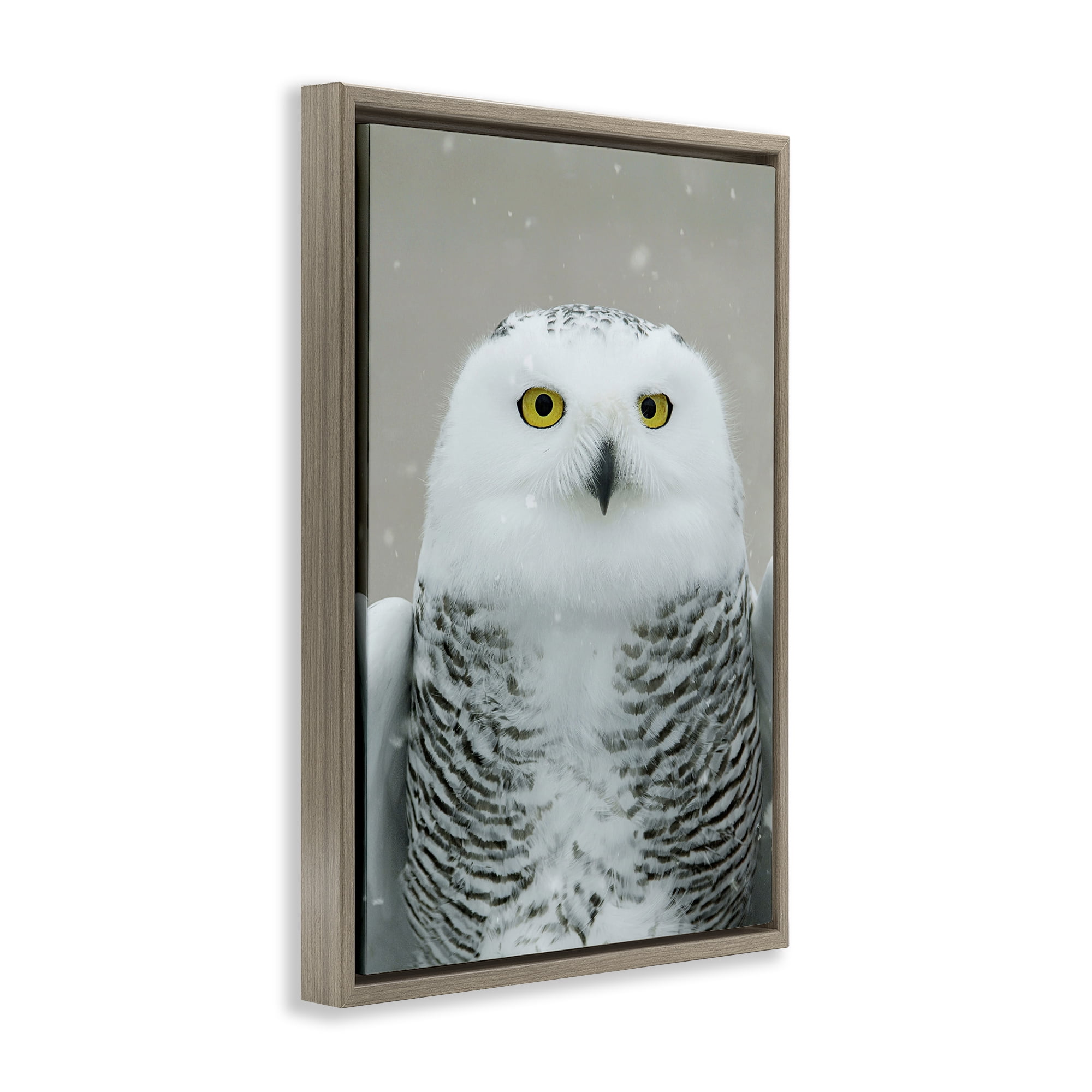 Stupell Industries Snowy Owl Portrait Animals & Insects Photography Brown Floater Framed Canvas Art Print Wall Art, 17 x 25