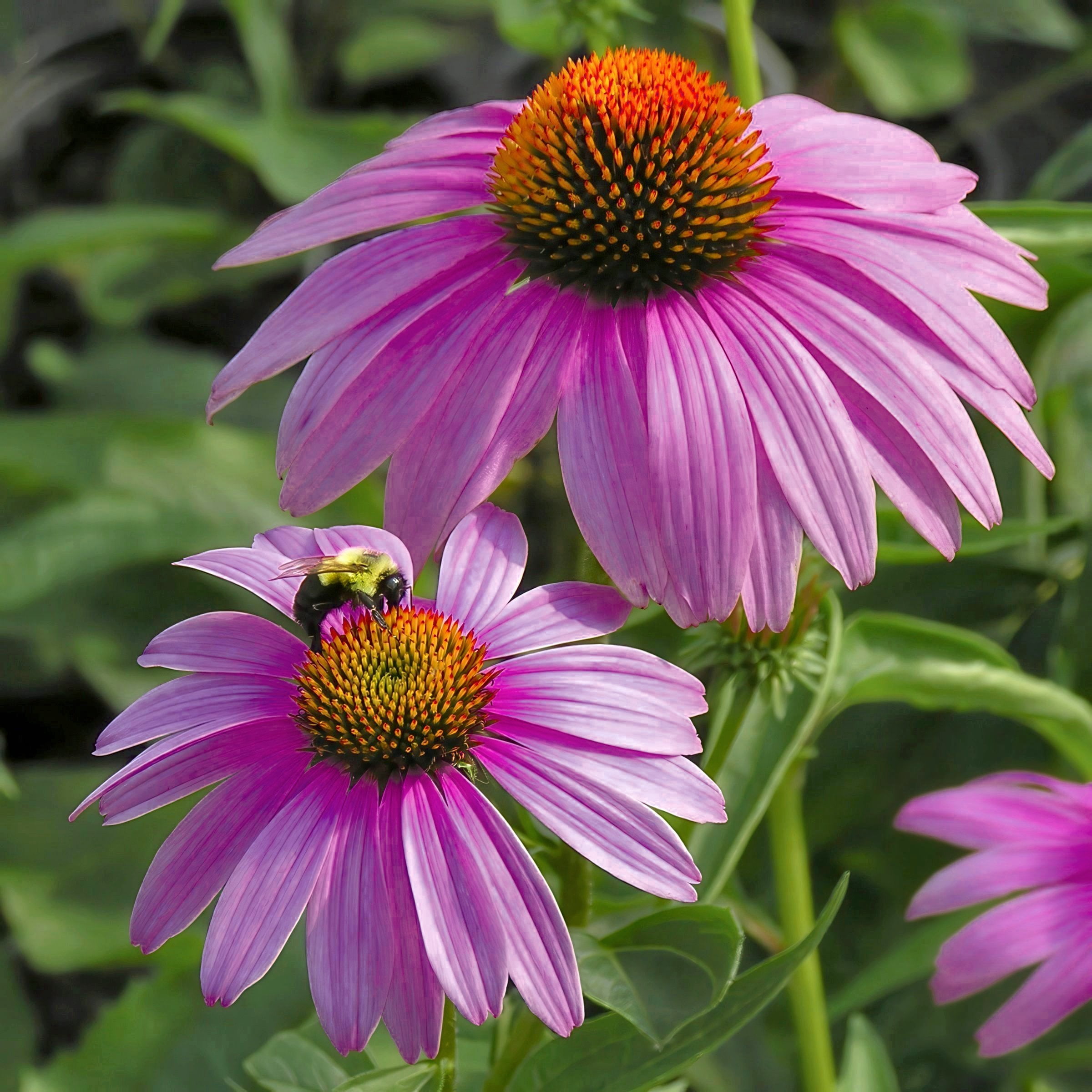 National Plant Network 1 gal. Coneflower Echinacea Purple Perennial Plant (8-Pack)