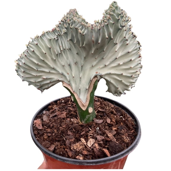 Succulent Euphorbia Lactea Ghost, 6" Pot, Indoor Houseplant, Easy Care, Live Plant for Indoor & Outdoor