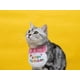 thumbnail image 5 of Bandana para mascotas CHAO Happy Birthday para perros y gatos Rosa, 5 of 5