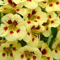 Outsidepride Tropaeolum Nasturtium Ladybird Vine & Plant Flower Seeds - 400 Seeds