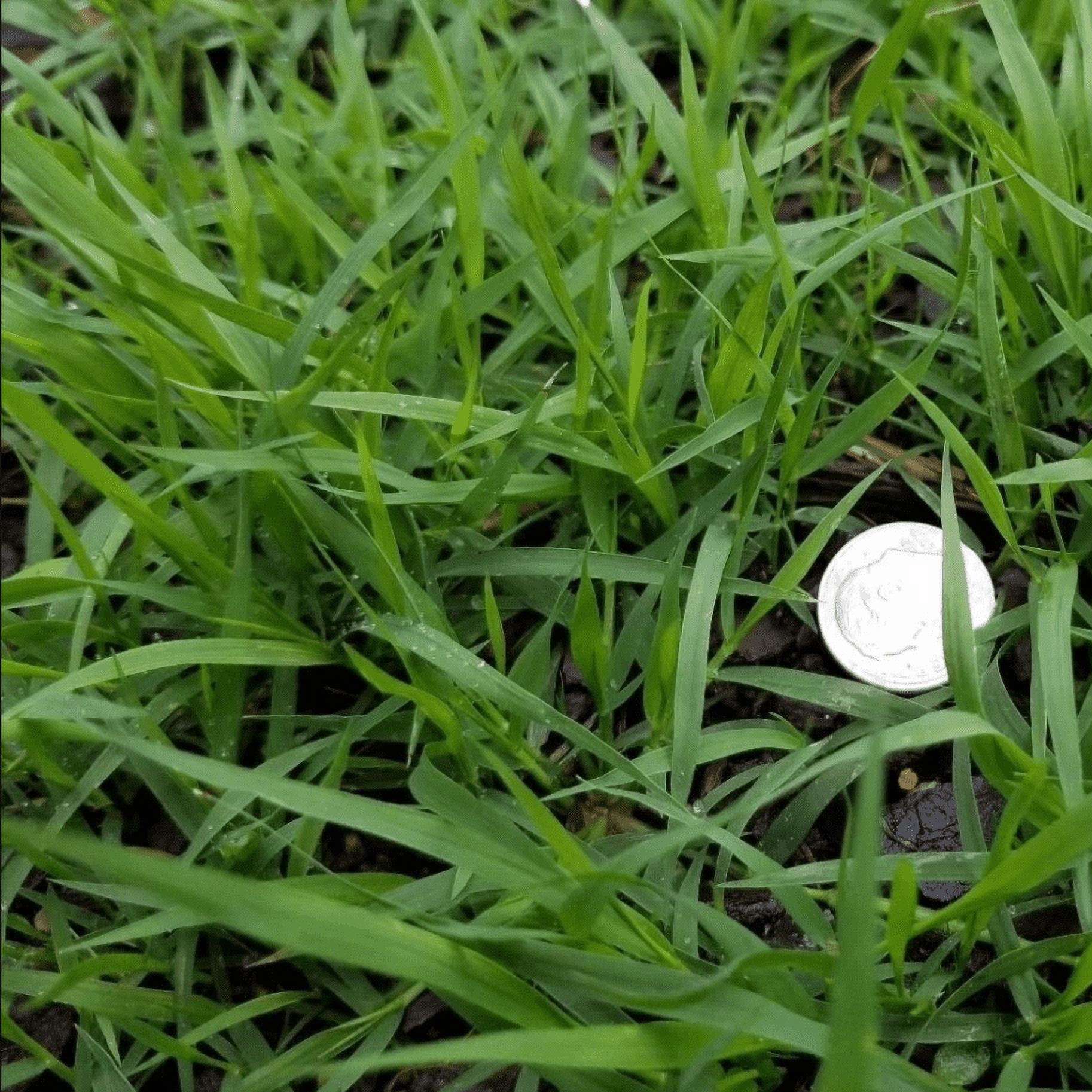 5.000 Emerald Zoysia Grass Seeds for Lawn, Zoysia Japonica Seeds Ornamental Grass Seed