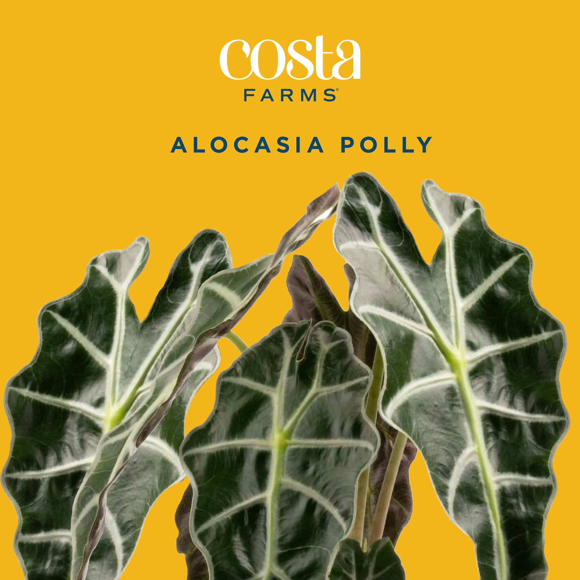 Costa Farms 10" Alocasia Polly  Live House Plants in 5" Self-Watering Planter