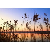Willmar - Minnesota - United States of America - Tall Grass Along The Shoreline At Sunset Poster Print - 19 x 12