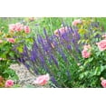 thumbnail image 2 of 1 Gallon Late Spring Garden Shrub 6 Pack, 2 of 9