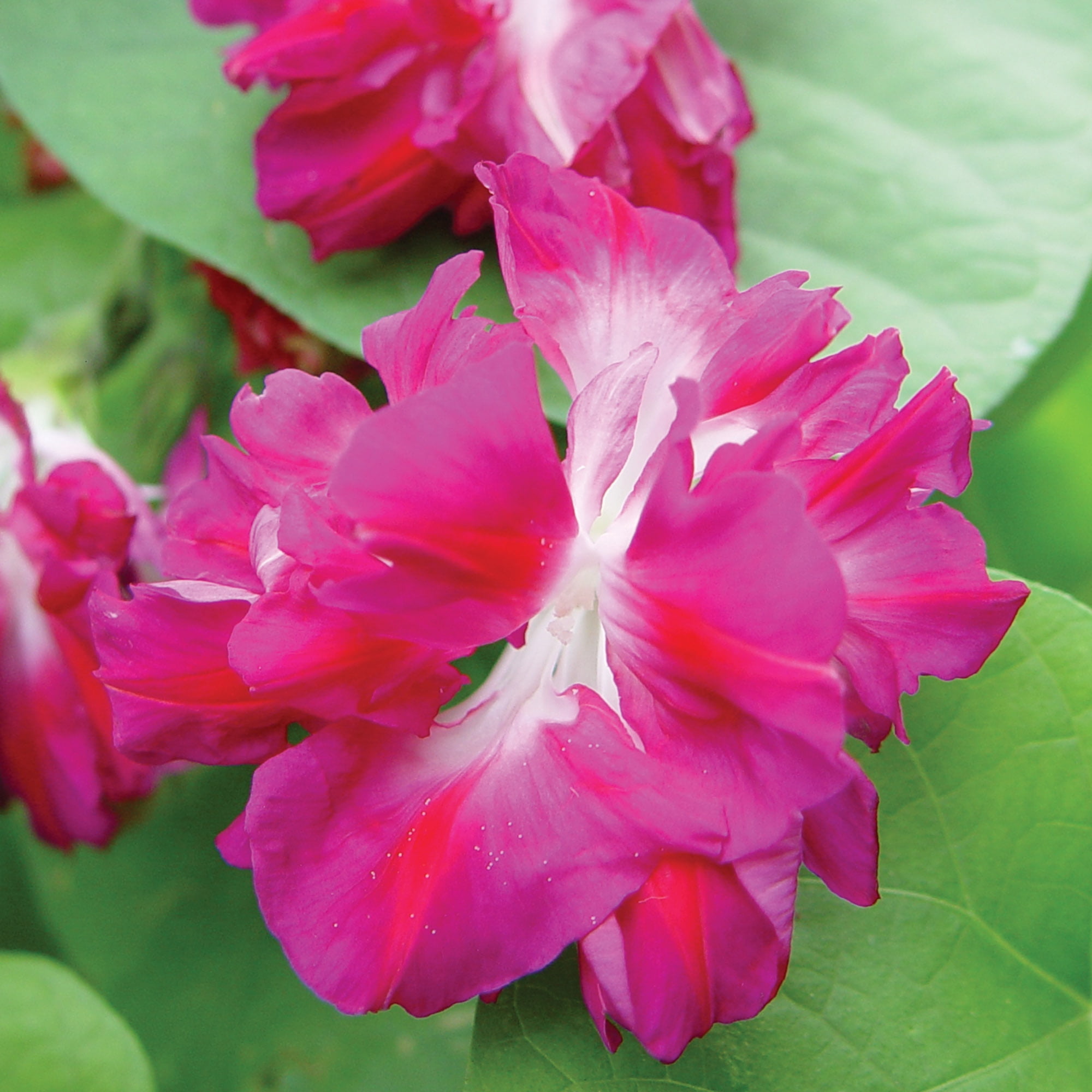 Burpee Sunrise Serenade Morning Glory Flower Seed, 1-Pack