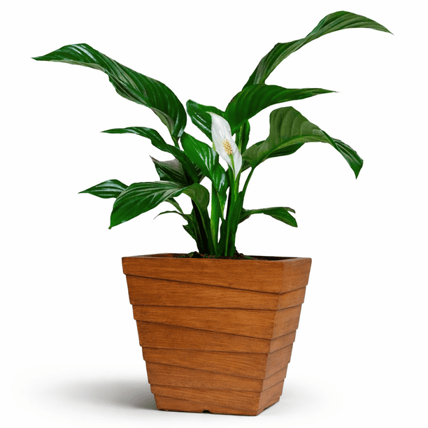 Maceta Cuadrada Elly Decor 30.5 cm Fibra de Vidrio Marrón con Drenaje Apariencia Madera