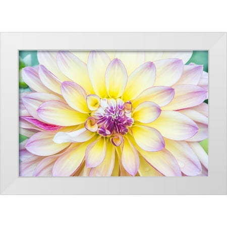 Tilley, Rob 14x11 White Modern Wood Framed Museum Art Print Titled - Washington State-Seattle Dahlia