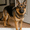 German Shepherd, variant on PABUBE Outdoor Doormat, Labrador Retriever Welcome Mat, Heavy Duty Durable Doormat Outdoor Entrance, Non-Slip Dirt & Mud Trapper Outdoor Mat for Front Doors