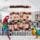 thumbnail image 2 of Juguetes Grandes Loros de Mástica Juguetes Color Jaula de Madera de Madera Juguete Nueces de Maíz Juguete Natural Para Guacamátricos Grises Africanos y Otras Aves Grandes, 2 of 5