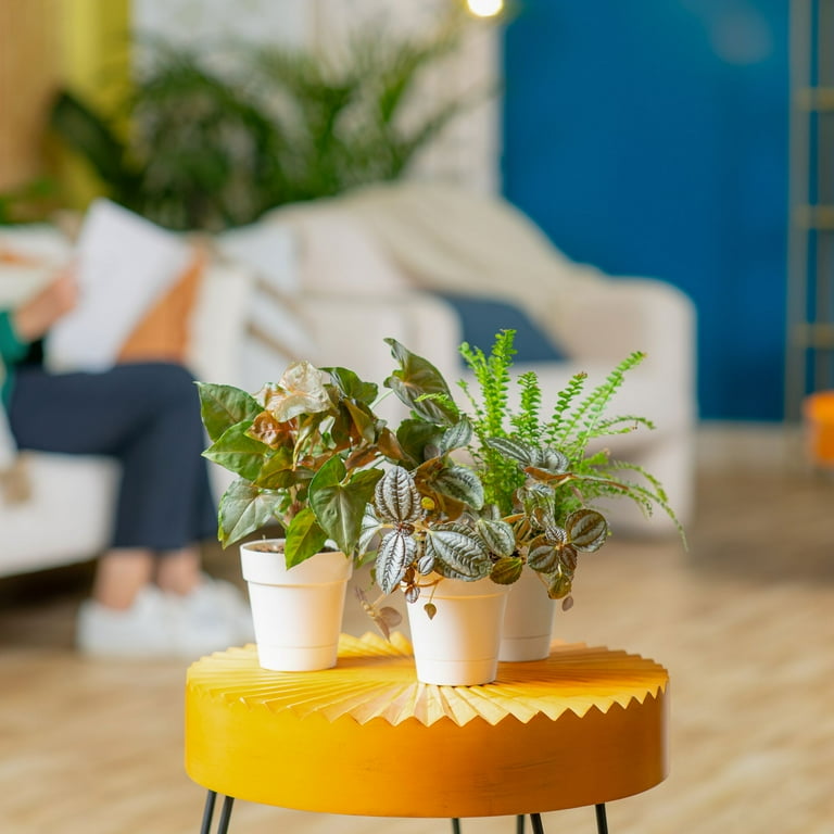 wall planters for indoor plants Wall Planters- Circle & Semi Circle Zinc Planters
