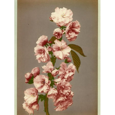 Cherry Tree Leaves - Japanese Cherry Tree Blossom and Leaves Print Wall Art