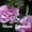 Amethyst, variant on 925 Sterling Silver Vintage Moon Crescent Dangle Earrings Birthstone Leverback Earrings Jewelry Gifts for Women