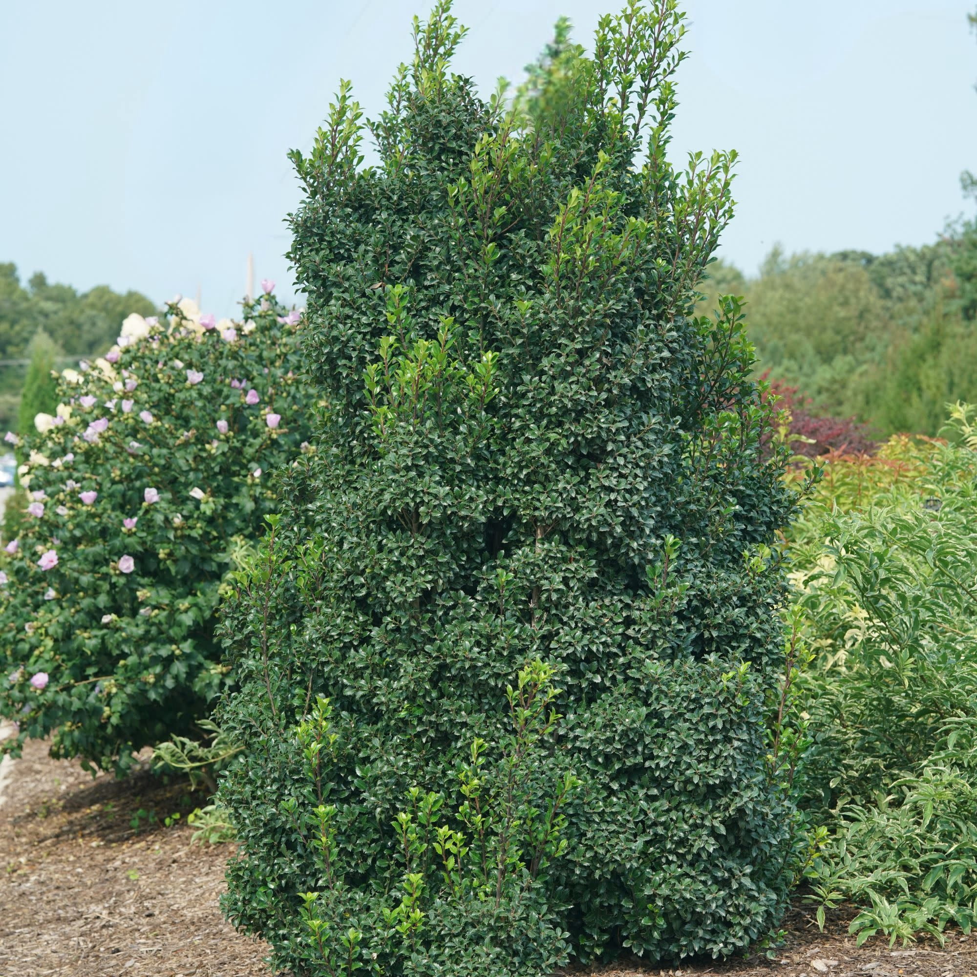 Proven Winners ColorChoice 5" Castle Wall Blue Holly Live Plant in 4.5" Pot (4 Count)
