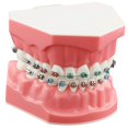 thumbnail image 2 of Dentalmall Typodonts Modelo de demostración de ortodoncia con alambres de metal y soporte Modelo de interpretación de enseñanza aprendizaje para adultos y niños (soporte de metal), 2 of 5