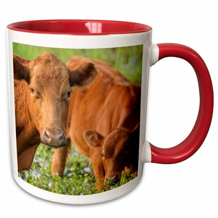 3dRose Red angus cow and calf drinking water from pond, Florida - Two Tone Red Mug,