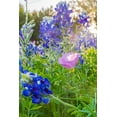 thumbnail image 2 of Wilson, Emily M. 23x32 Gold Ornate Wood Framed with Double Matting Museum Art Print Titled - Lampasas-Texas-USA-Pink Evening Primrose and Bluebonnet wildflowers in the Texas Hill Country, 2 of 4