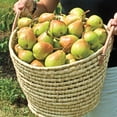 thumbnail image 3 of Crisp 'N Sweet Pear Dormant Bare Root Standard Starter Fruit Tree (1-Pack), 3 of 4