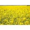 thumbnail image 5 of Hale Habitat & Seed Rapeseed Food Plot Seed, 5 lbs, 5 of 5