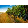 thumbnail image 2 of Duval, Richard 14x11 Black Ornate Wood Framed with Double Matting Museum Art Print Titled - Washington State-Red Mountain Cabernet Sauvignon in Yakima Valley vineyard, 2 of 4