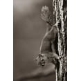 thumbnail image 2 of Fitzharris, Tim 13x18 Gold Ornate Wood Framed with Double Matting Museum Art Print Titled - Red Squirrel on trunk Sepia, 2 of 4