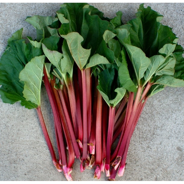 Valentine Red Rhubarb Plant Perennial Quart Pot