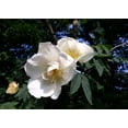 thumbnail image 2 of Seedville 10 White Japanese Rose Plant Seeds, Cold Hardy Fragrant Flowers, 2 of 11