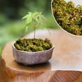 thumbnail image 3 of Nanoei Preserved Moss Mat, Natural Greenery for Potted Plant Fairy Garden Terrarium Craft Decor, 20g/50g/100g, 3 of 8