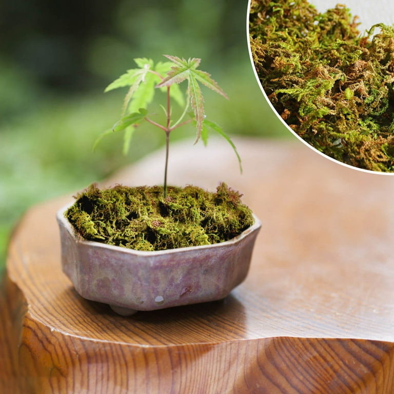 20g Natural Plant Artificial Moss Decor Flower Wall Home DIY