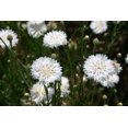 thumbnail image 2 of TomorrowSeeds - White Tall Bachelor Button Seeds - 1000+ Count - For 2026 Planting Non-GMO Heirloom, 2 of 6