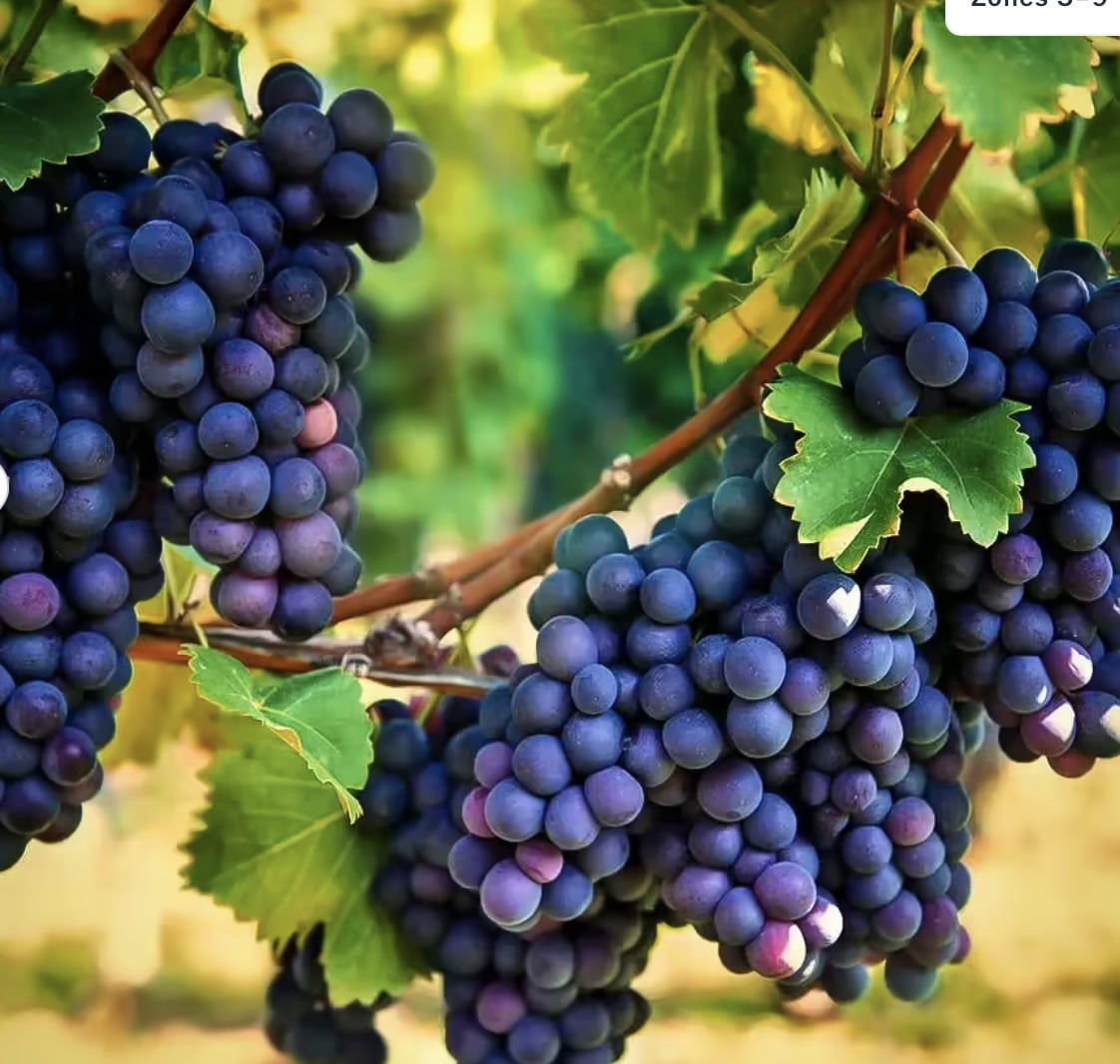 Live Plant - Concord Grape Vine Seedlings for Planting (3 Seedlings)