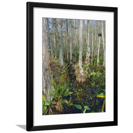 Bald Cypress Swamp in the Corkscrew Swamp Sanctuary Near Naples, Florida, USA Framed Print Wall Art By Fraser