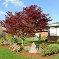 thumbnail image 2 of Red Dragon Japanese Maple Live Tree –1 Gallon, 2 of 6